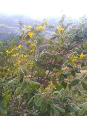 Rhynchosia reticulata