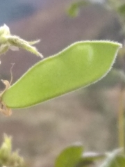 Rhynchosia reticulata