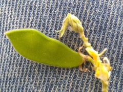 Rhynchosia reticulata