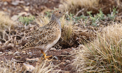 Thinocorus orbignyianus