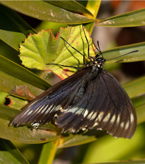 Battus polydamas psittacus