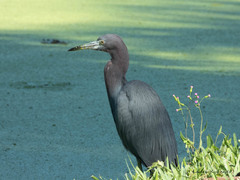 Egretta caerulea