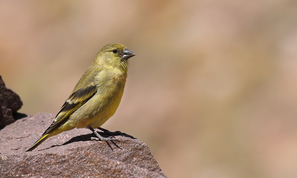Thick-Billed Siskin