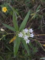 Asclepias nivea