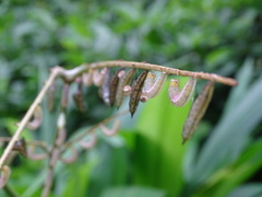 Abaeis xantochlora xantochlora