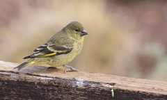 Spinus crassirostris