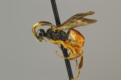 Glyphicnemis mandibularis