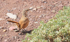 Ochetorhynchus ruficaudus