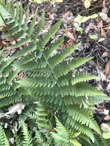 iNaturalist observation photo of coastal woodfern