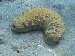 Stichopus herrmanni