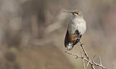 Oreotrochilus leucopleurus