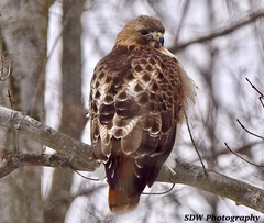 Buteo jamaicensis