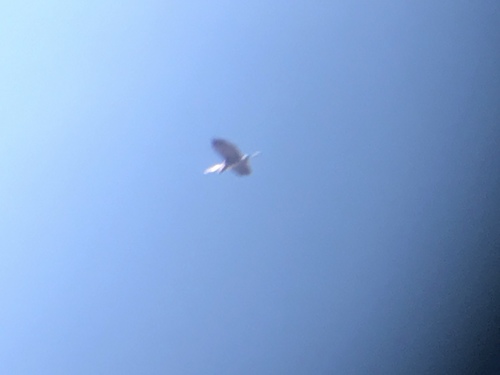 iNaturalist observation photo of Great Blue Heron