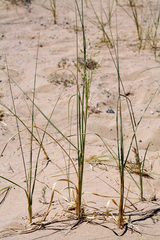 Panicum urvilleanum