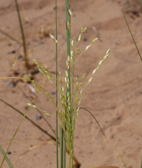 Panicum urvilleanum