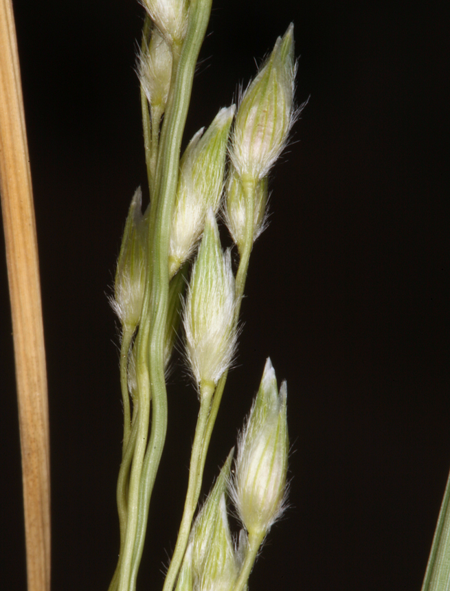 Panicum urvilleanum