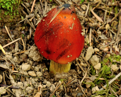 Hygrocybe