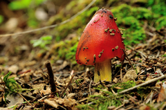 Hygrocybe