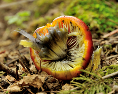 Hygrocybe