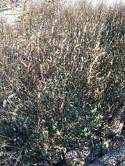 Dicliptera sexangularis