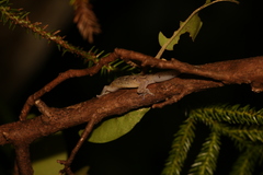 Bavayia