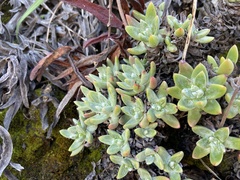 Dudleya farinosa