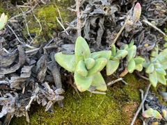 Dudleya farinosa