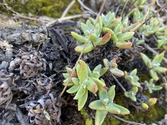 Dudleya farinosa
