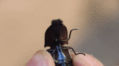 Chalcolepidius zonatus