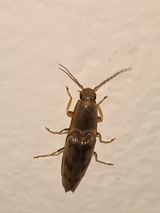 Conoderus fuscofasciatus