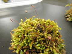 Bryoandersonia
