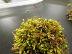 Bryoandersonia