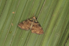 Metalectra geminicincta