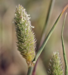 Phalaris minor