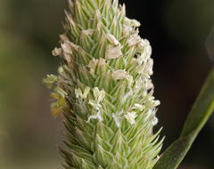 Phalaris minor