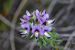 Gompholobium confertum