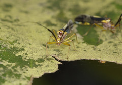 Dictyopsocus pennicornis