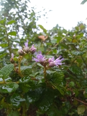 Vernonia saepium