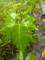 Philodendron lacerum