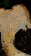 Cantharellus formosus image