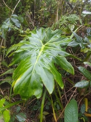 Philodendron lacerum