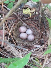 Pipilo erythrophthalmus