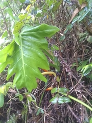 Philodendron lacerum