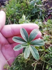 Alchemilla alpigena