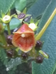 Rhytidophyllum bicolor