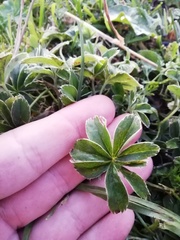 Alchemilla alpigena