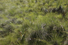 Brownleea recurvata