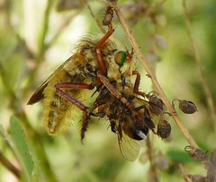Lastaurina