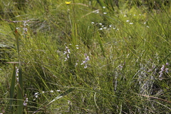 Brownleea recurvata