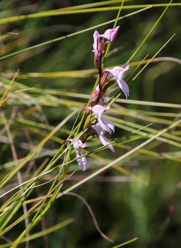 Image of Brownleea recurvata by (c) Tony Rebelo, some rights reserved (CC BY-SA)